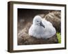 Black-browed albatross (Thalassarche melanophris), chick at breeding colony on Saunders Island-Michael Nolan-Framed Photographic Print