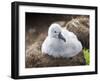 Black-browed albatross (Thalassarche melanophris), chick at breeding colony on Saunders Island-Michael Nolan-Framed Photographic Print