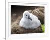 Black-browed albatross (Thalassarche melanophris), chick at breeding colony on Saunders Island-Michael Nolan-Framed Photographic Print