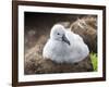 Black-browed albatross (Thalassarche melanophris), chick at breeding colony on Saunders Island-Michael Nolan-Framed Photographic Print