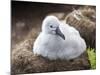 Black-browed albatross (Thalassarche melanophris), chick at breeding colony on Saunders Island-Michael Nolan-Mounted Photographic Print