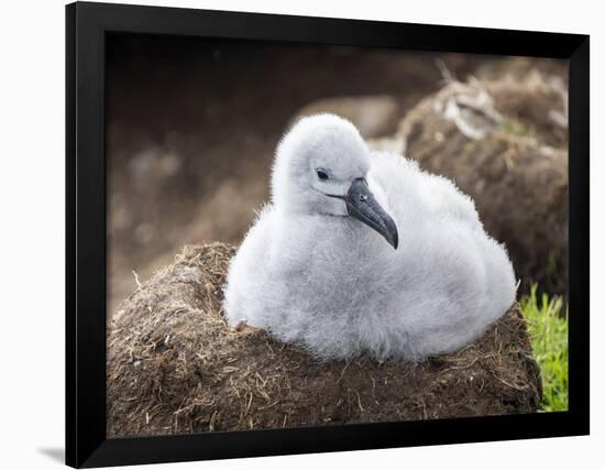 Black-browed albatross (Thalassarche melanophris), chick at breeding colony on Saunders Island-Michael Nolan-Framed Photographic Print