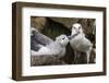 Black-Browed Albatross (Thalassarche Melanophris) Chick in Nest Being Fed by Adult-Michael Nolan-Framed Photographic Print