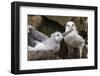 Black-Browed Albatross (Thalassarche Melanophris) Chick in Nest Being Fed by Adult-Michael Nolan-Framed Photographic Print