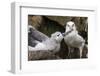 Black-Browed Albatross (Thalassarche Melanophris) Chick in Nest Being Fed by Adult-Michael Nolan-Framed Photographic Print