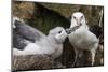 Black-Browed Albatross (Thalassarche Melanophris) Chick in Nest Being Fed by Adult-Michael Nolan-Mounted Photographic Print