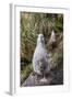 Black-Browed Albatross (Thalassarche Melanophris) Chicks in Nest on Saunders Island-Michael Nolan-Framed Photographic Print