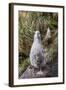 Black-Browed Albatross (Thalassarche Melanophris) Chicks in Nest on Saunders Island-Michael Nolan-Framed Photographic Print