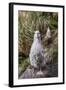 Black-Browed Albatross (Thalassarche Melanophris) Chicks in Nest on Saunders Island-Michael Nolan-Framed Photographic Print