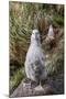 Black-Browed Albatross (Thalassarche Melanophris) Chicks in Nest on Saunders Island-Michael Nolan-Mounted Photographic Print