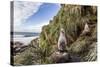 Black-Browed Albatross (Thalassarche Melanophris) Chicks in Nest on Saunders Island-Michael Nolan-Stretched Canvas