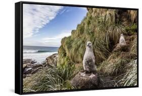 Black-Browed Albatross (Thalassarche Melanophris) Chicks in Nest on Saunders Island-Michael Nolan-Framed Stretched Canvas