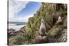 Black-Browed Albatross (Thalassarche Melanophris) Chicks in Nest on Saunders Island-Michael Nolan-Stretched Canvas