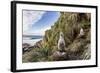 Black-Browed Albatross (Thalassarche Melanophris) Chicks in Nest on Saunders Island-Michael Nolan-Framed Photographic Print
