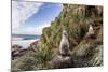 Black-Browed Albatross (Thalassarche Melanophris) Chicks in Nest on Saunders Island-Michael Nolan-Mounted Photographic Print