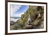 Black-Browed Albatross (Thalassarche Melanophris) Chicks in Nest on Saunders Island-Michael Nolan-Framed Photographic Print