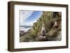 Black-Browed Albatross (Thalassarche Melanophris) Chicks in Nest on Saunders Island-Michael Nolan-Framed Photographic Print