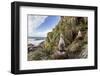 Black-Browed Albatross (Thalassarche Melanophris) Chicks in Nest on Saunders Island-Michael Nolan-Framed Photographic Print