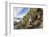 Black-Browed Albatross (Thalassarche Melanophris) Chicks in Nest on Saunders Island-Michael Nolan-Framed Photographic Print