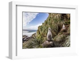 Black-Browed Albatross (Thalassarche Melanophris) Chicks in Nest on Saunders Island-Michael Nolan-Framed Photographic Print