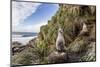 Black-Browed Albatross (Thalassarche Melanophris) Chicks in Nest on Saunders Island-Michael Nolan-Mounted Photographic Print