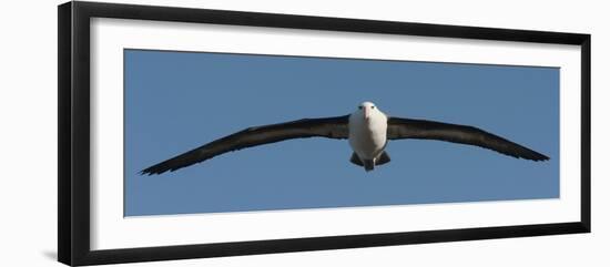 Black-Browed Albatross (Thalassarche Melanophris), Falkland Islands-null-Framed Premium Photographic Print