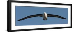 Black-Browed Albatross (Thalassarche Melanophris), Falkland Islands-null-Framed Photographic Print