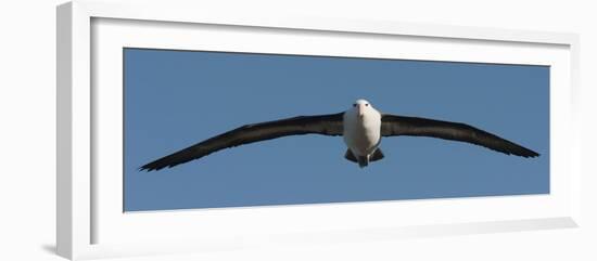 Black-Browed Albatross (Thalassarche Melanophris), Falkland Islands-null-Framed Photographic Print