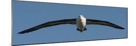 Black-Browed Albatross (Thalassarche Melanophris), Falkland Islands-null-Mounted Photographic Print