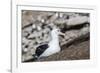 Black-browed albatross (Thalassarche melanophris) in breeding colony on Saunders Island, Falkland I-Michael Nolan-Framed Photographic Print