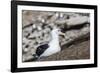Black-browed albatross (Thalassarche melanophris) in breeding colony on Saunders Island, Falkland I-Michael Nolan-Framed Photographic Print