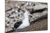 Black-browed albatross (Thalassarche melanophris) in breeding colony on Saunders Island, Falkland I-Michael Nolan-Mounted Photographic Print