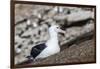 Black-browed albatross (Thalassarche melanophris) in breeding colony on Saunders Island, Falkland I-Michael Nolan-Framed Premium Photographic Print