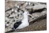 Black-browed albatross (Thalassarche melanophris) in breeding colony on Saunders Island, Falkland I-Michael Nolan-Mounted Premium Photographic Print