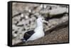 Black-browed albatross (Thalassarche melanophris) in breeding colony on Saunders Island, Falkland I-Michael Nolan-Framed Stretched Canvas