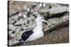 Black-browed albatross (Thalassarche melanophris) in breeding colony on Saunders Island, Falkland I-Michael Nolan-Stretched Canvas