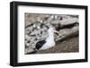 Black-browed albatross (Thalassarche melanophris) in breeding colony on Saunders Island, Falkland I-Michael Nolan-Framed Photographic Print