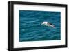 Black-browed albatross (Thalassarche melanophris), Saunders Island, Falklands, South America-Michael Runkel-Framed Photographic Print