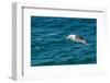 Black-browed albatross (Thalassarche melanophris), Saunders Island, Falklands, South America-Michael Runkel-Framed Photographic Print