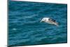 Black-browed albatross (Thalassarche melanophris), Saunders Island, Falklands, South America-Michael Runkel-Mounted Photographic Print