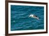 Black-browed albatross (Thalassarche melanophris), Saunders Island, Falklands, South America-Michael Runkel-Framed Photographic Print