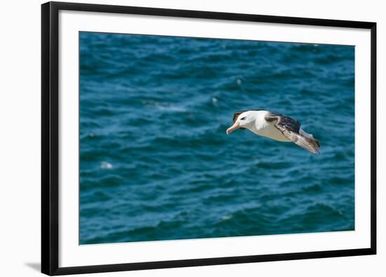 Black-browed albatross (Thalassarche melanophris), Saunders Island, Falklands, South America-Michael Runkel-Framed Photographic Print