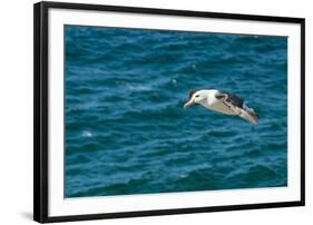 Black-browed albatross (Thalassarche melanophris), Saunders Island, Falklands, South America-Michael Runkel-Framed Photographic Print