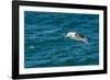 Black-browed albatross (Thalassarche melanophris), Saunders Island, Falklands, South America-Michael Runkel-Framed Photographic Print