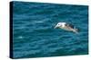 Black-browed albatross (Thalassarche melanophris), Saunders Island, Falklands, South America-Michael Runkel-Stretched Canvas