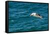 Black-browed albatross (Thalassarche melanophris), Saunders Island, Falklands, South America-Michael Runkel-Framed Stretched Canvas