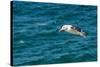 Black-browed albatross (Thalassarche melanophris), Saunders Island, Falklands, South America-Michael Runkel-Stretched Canvas