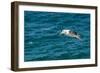 Black-browed albatross (Thalassarche melanophris), Saunders Island, Falklands, South America-Michael Runkel-Framed Photographic Print