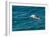 Black-browed albatross (Thalassarche melanophris), Saunders Island, Falklands, South America-Michael Runkel-Framed Photographic Print