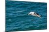 Black-browed albatross (Thalassarche melanophris), Saunders Island, Falklands, South America-Michael Runkel-Mounted Photographic Print